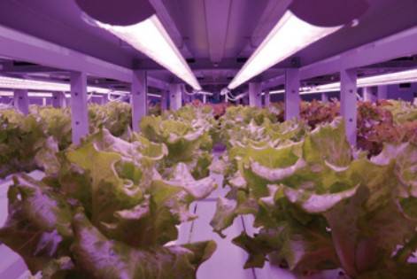 Customized CEA Closed Environment Agriculture system from LumiAgro Engineering